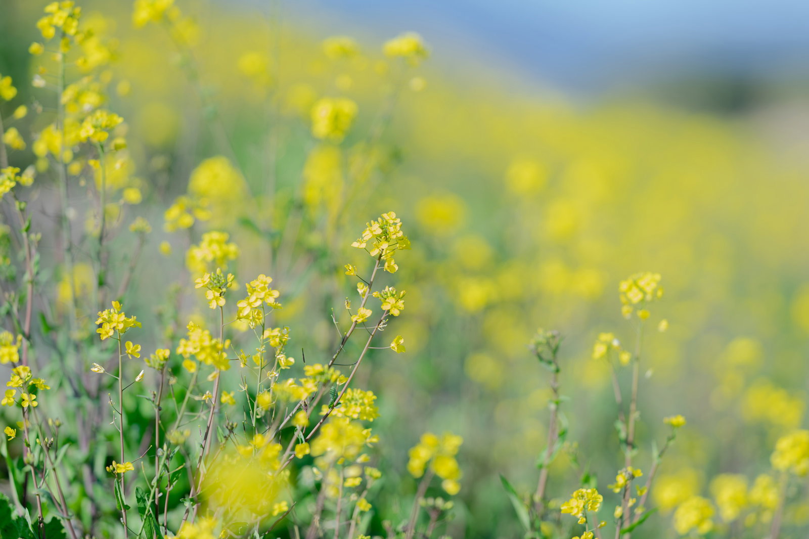黄色い菜の花が咲き誇る春の花畑。手前はピント、背景はぼけている