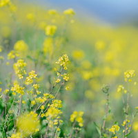 黄色い菜の花畑の写真