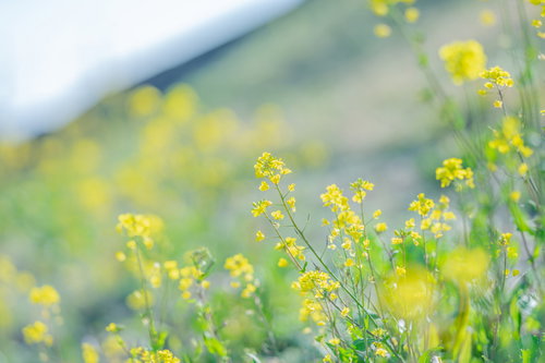 丘一面に咲く菜の花