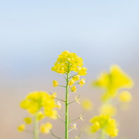 春の畑に咲く黄色い菜の花の写真