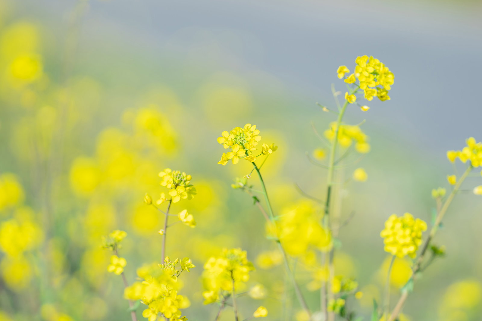 黄色いボケ味の背景に揺れる菜の花の群生