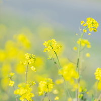 黄色いボケ味に揺れる菜の花畑の春の風景の写真