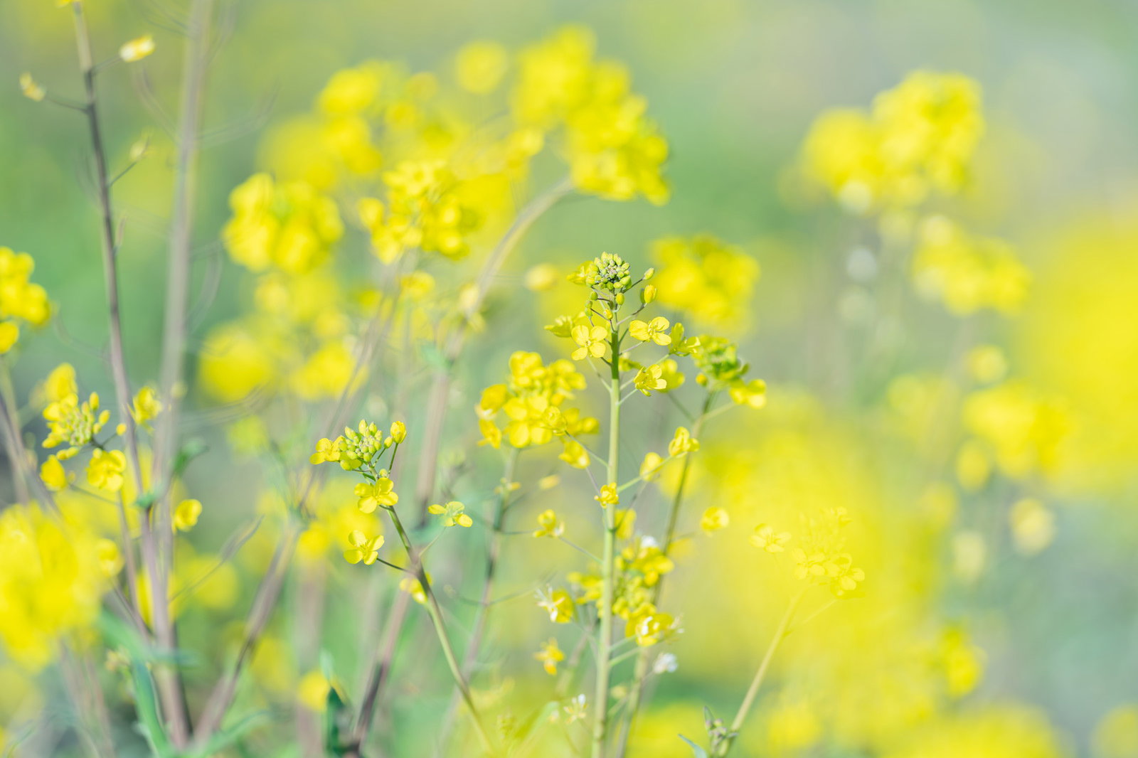黄色い前ボケと菜の花の群生する春の花畑