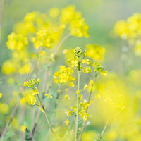 黄色い前ボケと菜の花の群生の写真