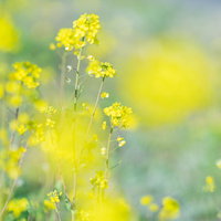 前ボケと菜の花の群生する春の花畑風景の写真