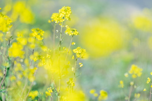 前ボケと菜の花の群生する春の花畑風景
