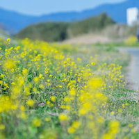 河川敷に咲く菜の花と散歩・ジョギングする人の春風景の写真