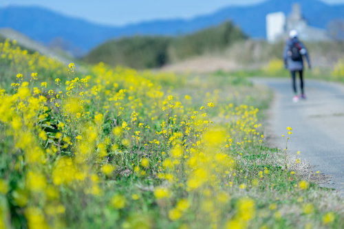 河川敷に咲く菜の花と散歩・ジョギングする人の春風景