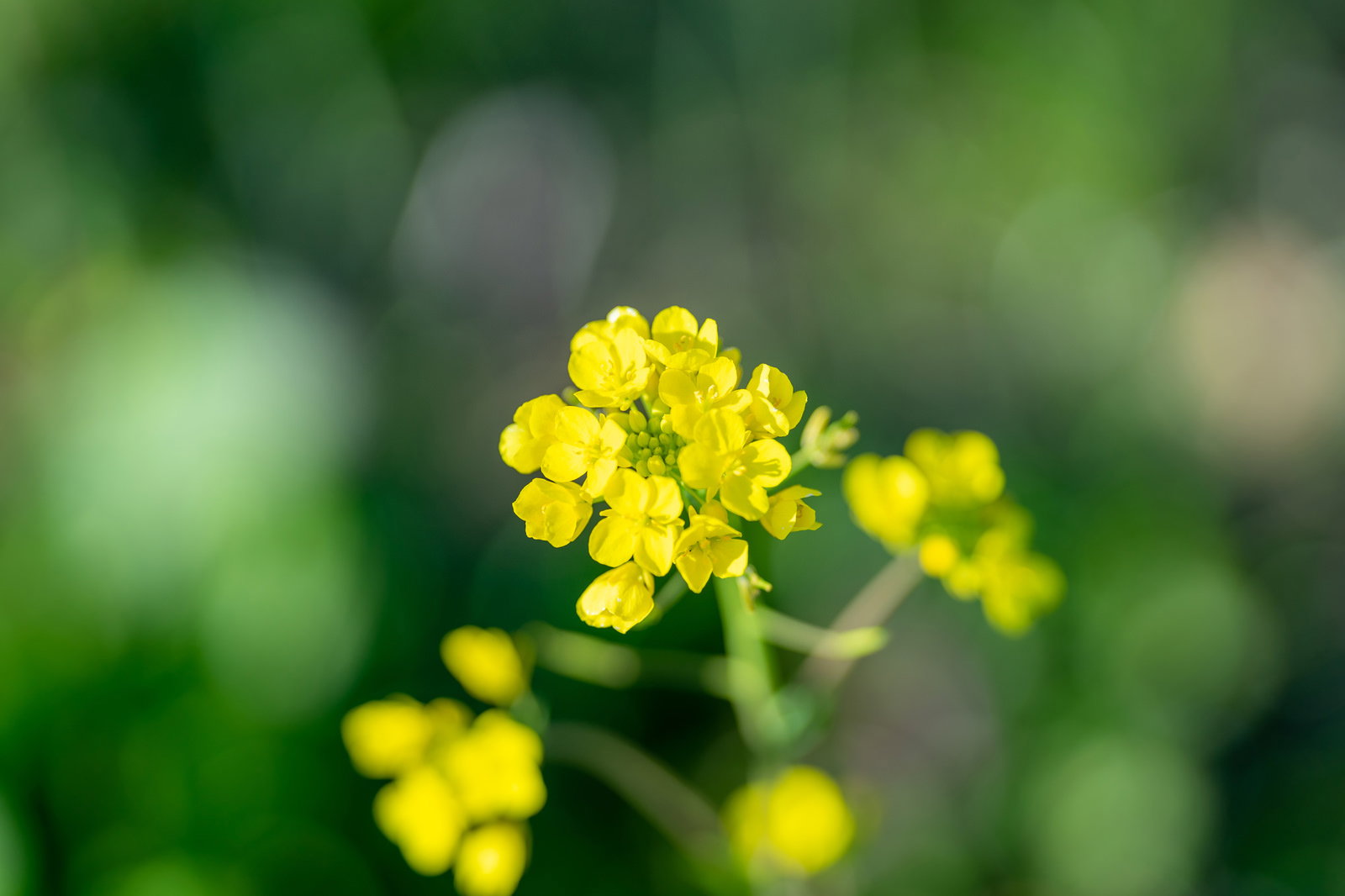 春の野原に咲く菜の花のクローズアップ