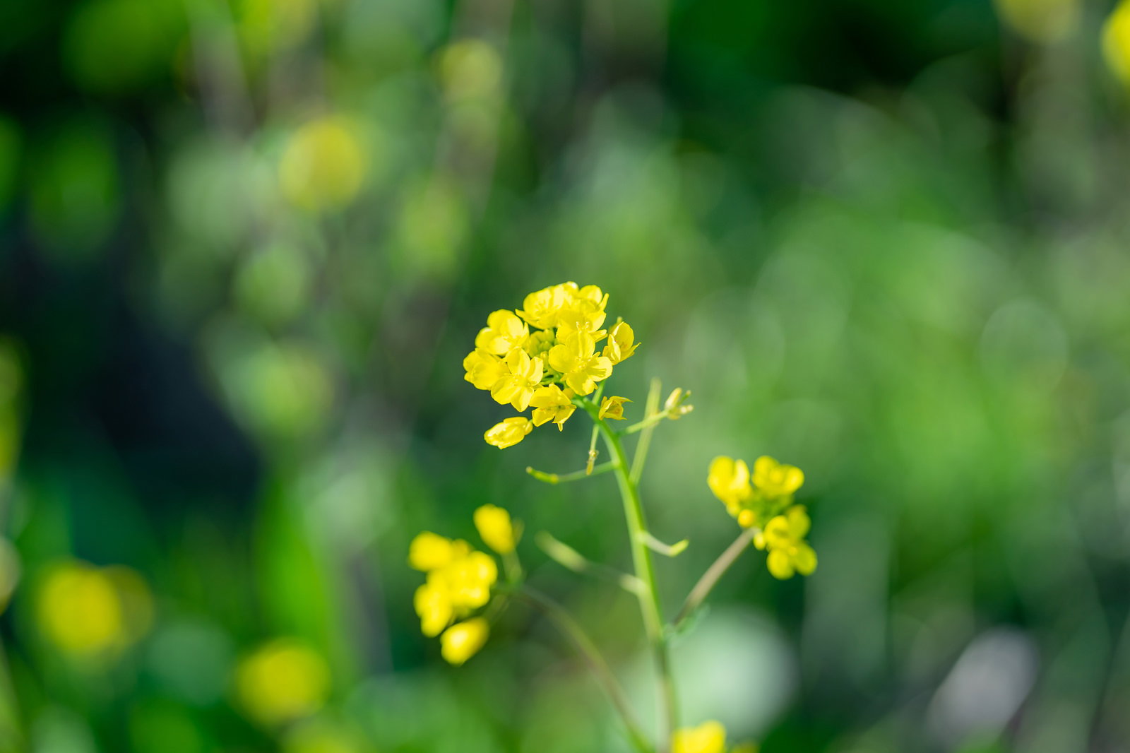 黄色い菜の花が咲き、背景がボケた春の風景