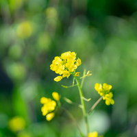 背景ボケと黄色い菜の花、春の花畑の風景の写真