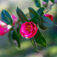 咲きかけのツバキ、濃いピンク色の花びらと緑の葉のコントラストの写真