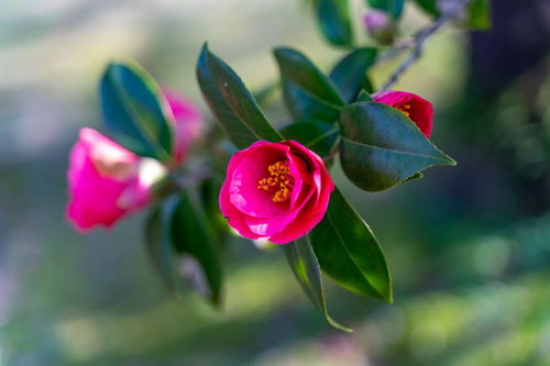 咲きかけのツバキ、濃いピンク色の花びらと緑の葉のコントラスト