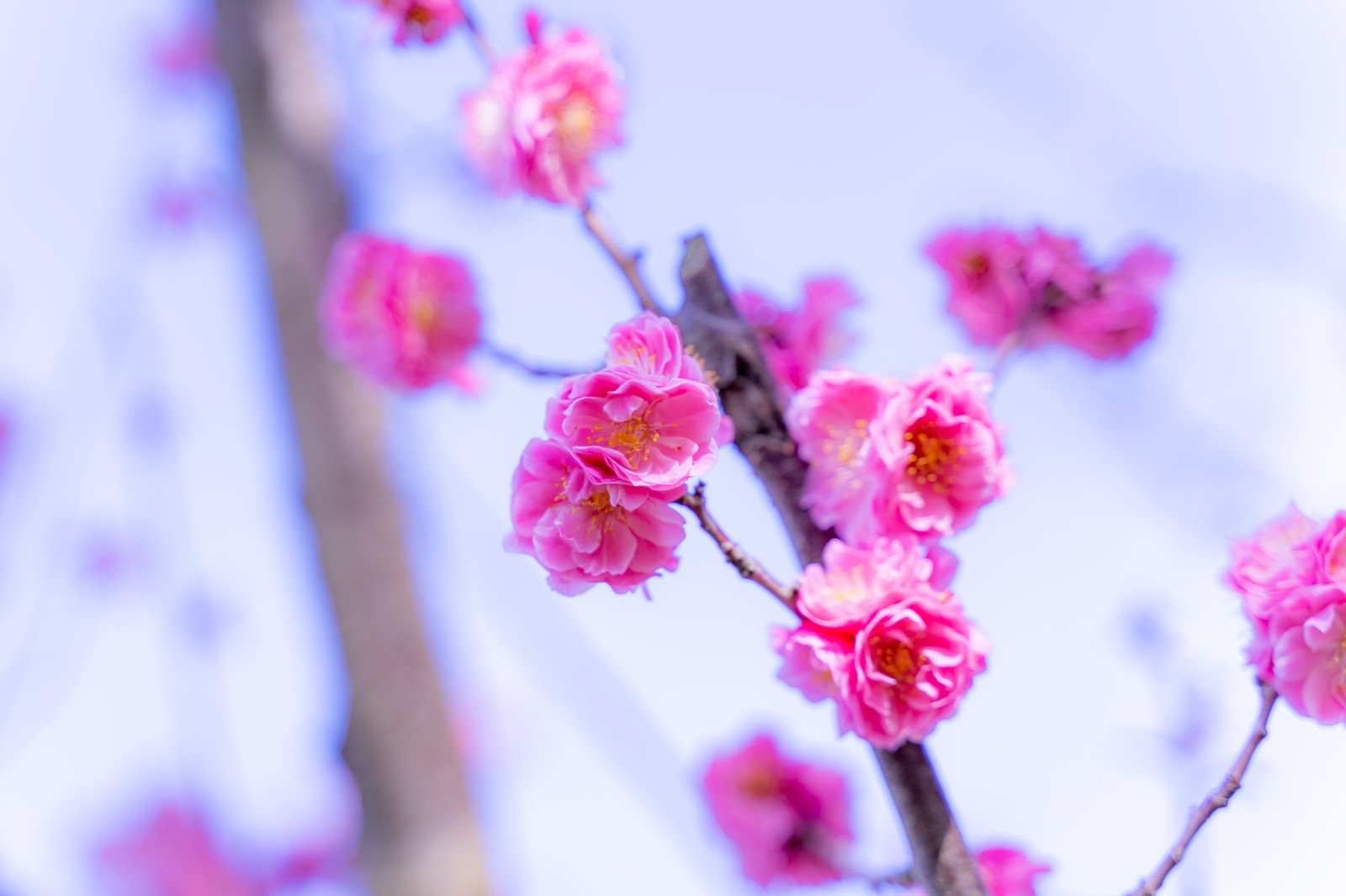 ピンクの花びらが美しく咲いた桜の花が枝に咲いている様子
