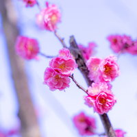 春に開花するバラ科の桜の花の写真