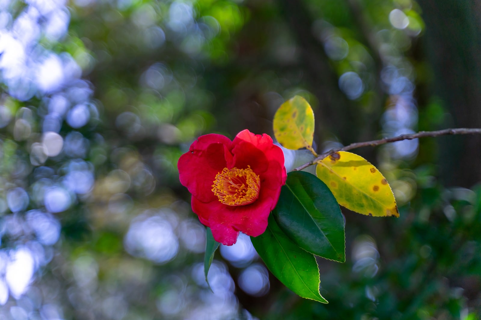 緑の葉に囲まれて咲く赤いツバキの花