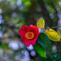 花開く赤いツバキ、緑の葉に囲まれた庭園の春の写真