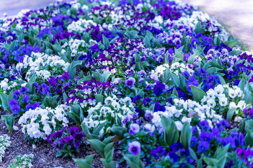 花壇に咲いたスミレ科のパンジーとビオラの草花
