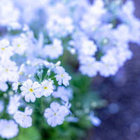 花壇に咲く小ぶりの白い草花の寄せ植えの写真