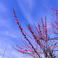 青空を背景に咲く赤いつぼみと梅の花の写真