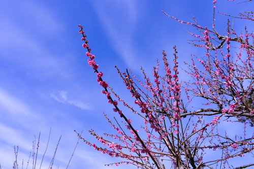 青空を背景に咲く赤いつぼみと梅の花