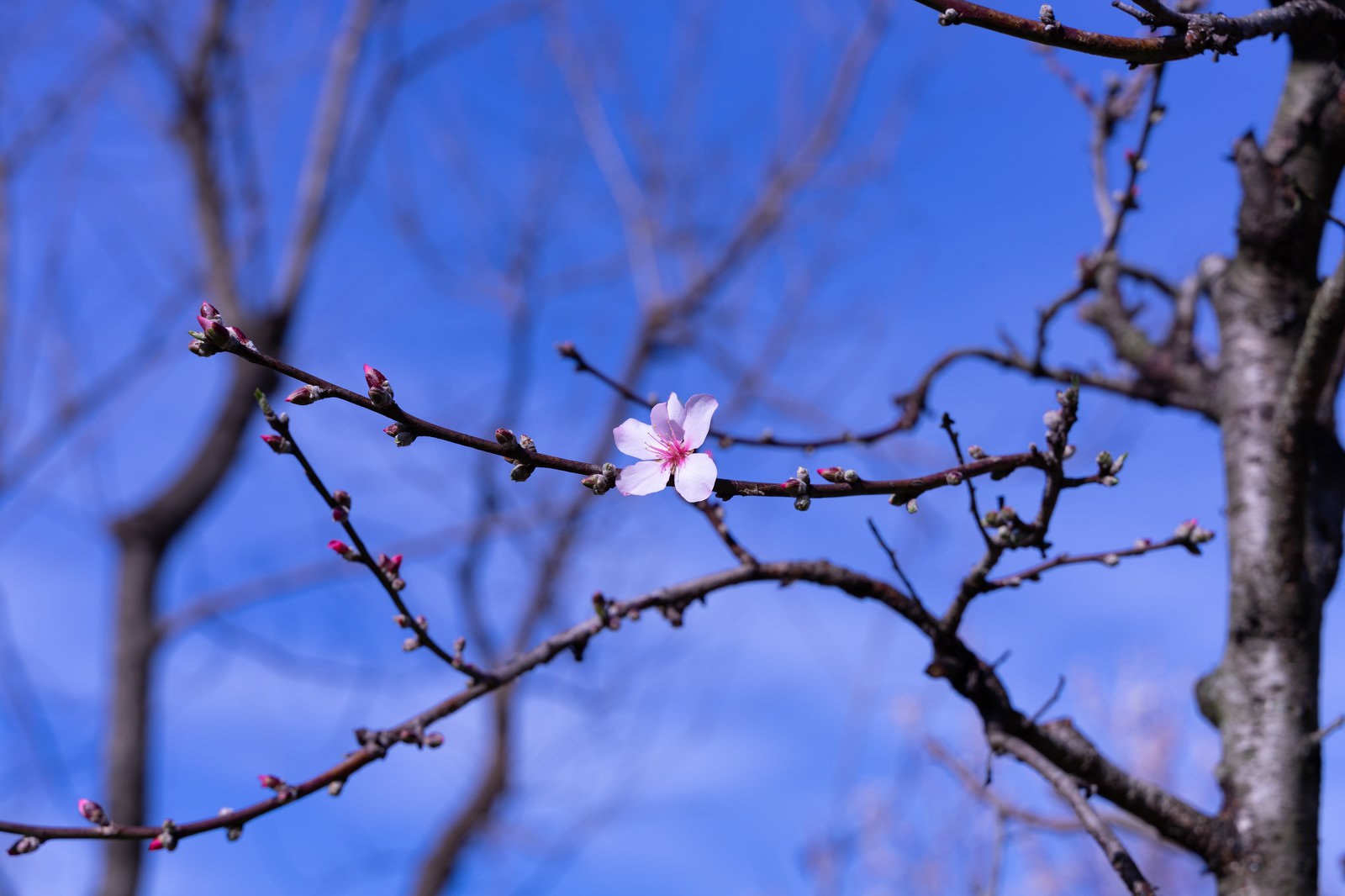青空をバックに細い枝先に咲いた淡いピンクの桜の花一輪