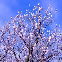 青空に伸びる白い梅の花、春の庭木の開花風景の写真