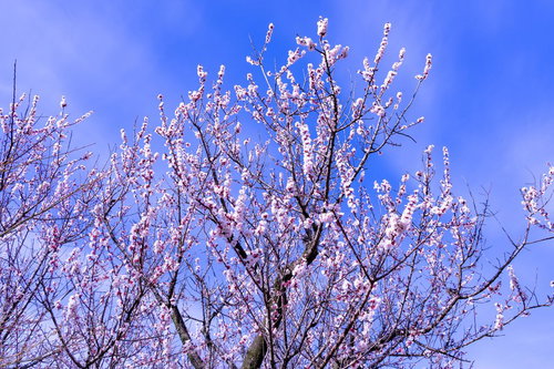 青空に伸びる白い梅の花、春の庭木の開花風景