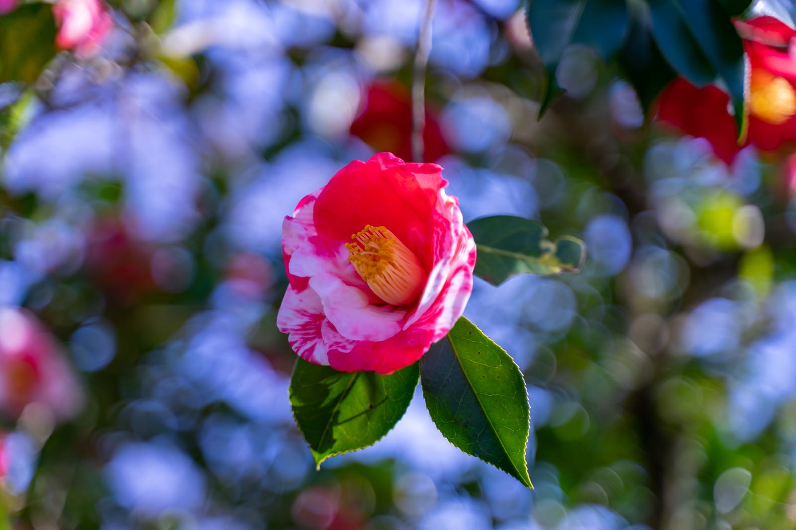 ピンクと白の花びらが混じった椿の花が緑の葉とともに咲いている様子