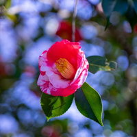 ピンクと白の花びらが混じる椿の庭木の開花の写真