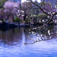 池端の枝につく桜の蕾と開花した花が咲く春の風景の写真