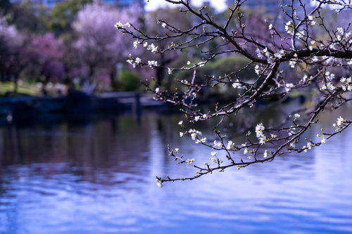 池端の枝につく桜の蕾と開花した花が咲く春の風景