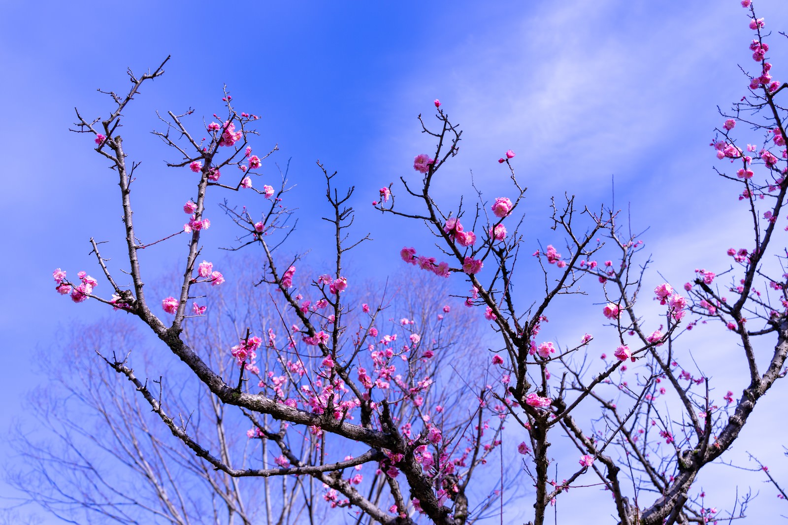 青空を背景に、細い枝に咲く小さな桃色の花