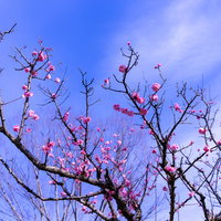 バラ科の庭木に咲く桃色の花と青空の写真