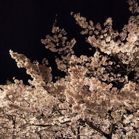 夜空に浮かぶライトアップされた満開の夜桜の写真