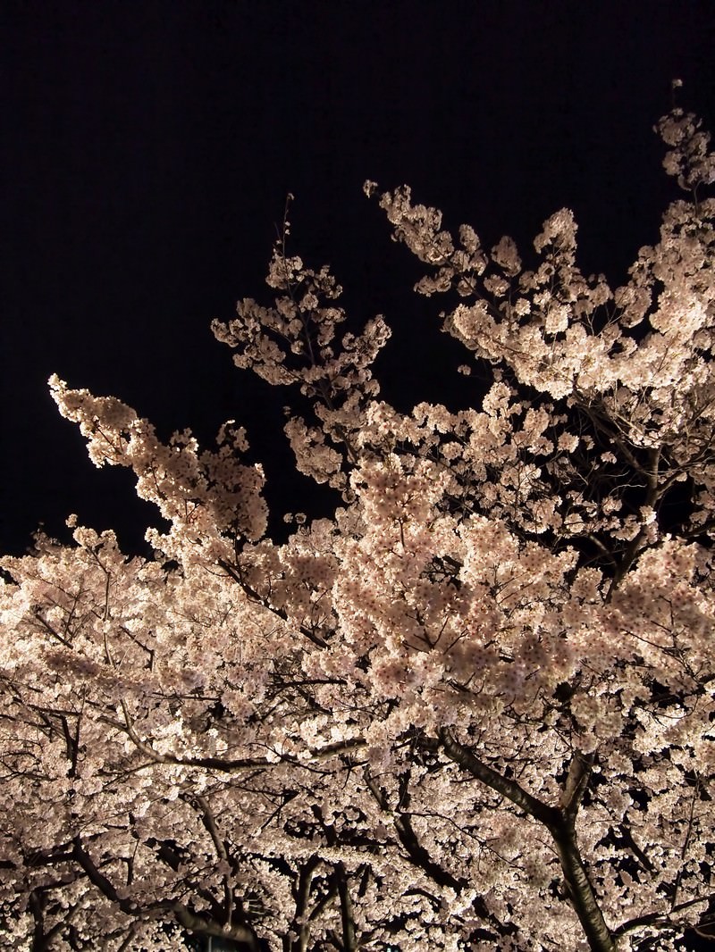 夜空を背景に満開の桜の木がライトアップされ白やピンクの花が咲いている
