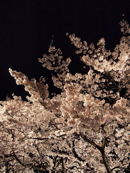 夜空に浮かぶライトアップされた満開の夜桜