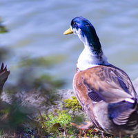 水面を見つめる野生のマガモ、水辺の野鳥の生態の写真