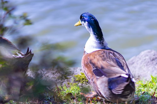 水面を見つめる野生のマガモ、水辺の野鳥の生態