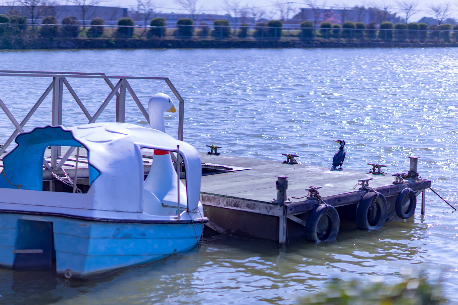 青い池の水面に浮かぶ白いスワンボートと、その近くで泳ぐマガモの様子