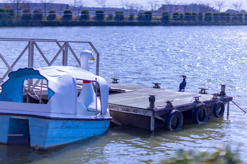 スワンボートと見つめ合うマガモの水面、公園の池
