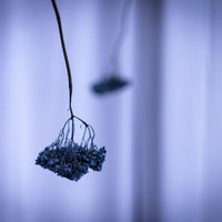 紫陽花のぶら下がるドライフラワー、ナチュラルインテリアの写真