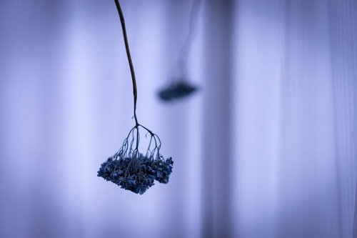 紫陽花のぶら下がるドライフラワー、ナチュラルインテリア