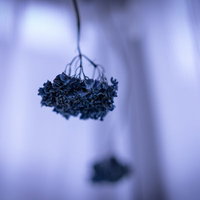 下から見上げた紫陽花のドライフラワーの吊り下げ飾りの写真