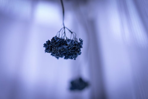 下から見上げた紫陽花のドライフラワーの吊り下げ飾り