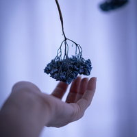 手のひらに添えられたドライフラワーの束、ナチュラルインテリアの写真