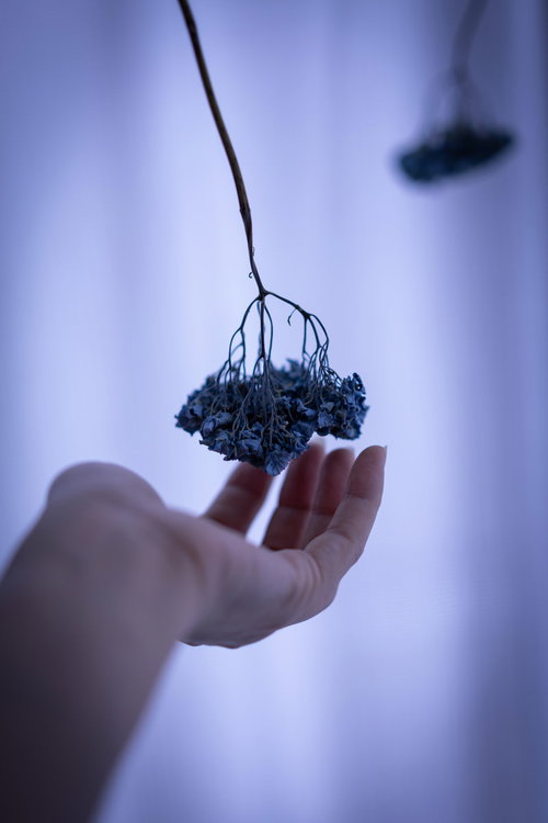 手のひらに添えられたドライフラワーの束、ナチュラルインテリア