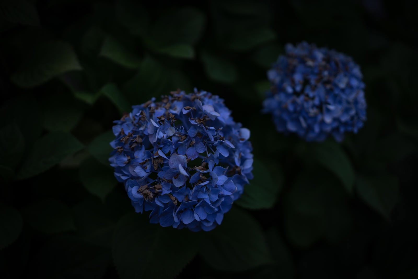 夜の暗がりに咲く青い紫陽花