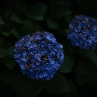 梅雨の夜道に咲く青い紫陽花の写真