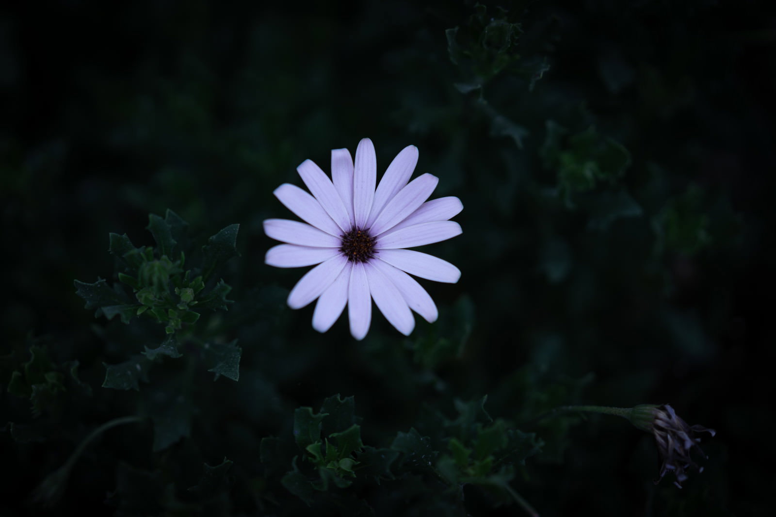 暗闇の中で咲く白いオステオスペルマムの一輪の花